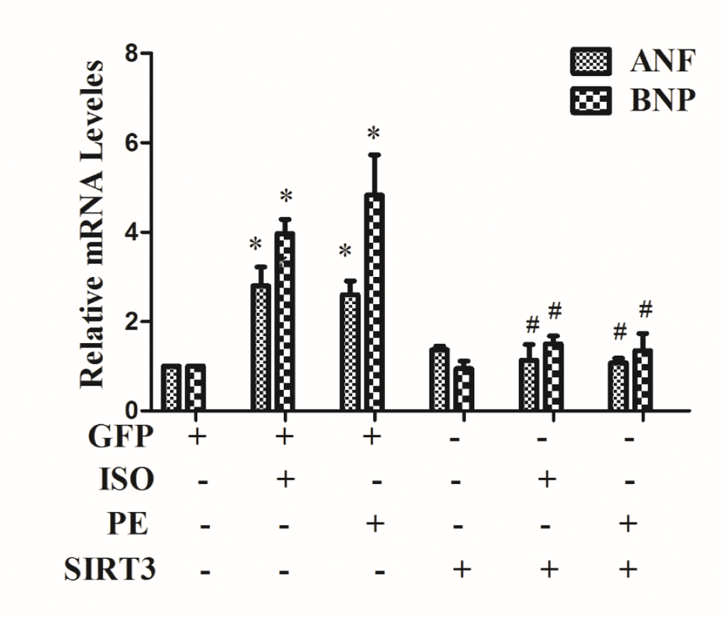SIRT3 overexpression inhibits the expression of mRNA levels of ANF and BNP. In H9c2 cells, Ad-GFP or Ad-SIRT3 were transfected and then stimulated with 10 uM ISO or 100 uM PE for 24 h. RNA was extracted and mRNA expression of ANF and BNP was detected by qRT-PCR. Data were presented as means±SE. *P#Pn=4 independent experiments.