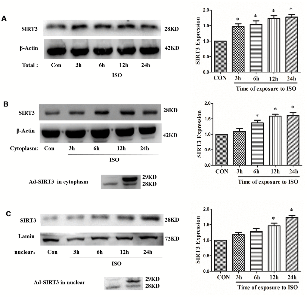 Distribution of SIRT3 in cytoplasm and nuclear of cardiomyocytes. In H9c2 cells, Ad-GFP or Ad-SIRT3 were transfected, or 10 μM ISO stimulated for 3-24 h. Total, cytoplasm and nuclear fraction of protein were extracted, and the protein expressions of SIRT3 were detected in total (A), cytoplasm (B) and nuclear (C) by western blot. Data were presented as means±SE. *Pn=4 independent experiments.