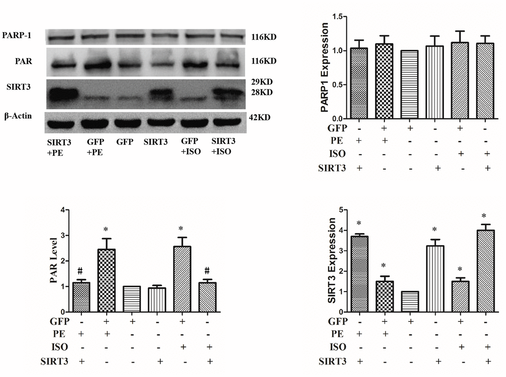 SIRT3 overexpression inhibits ISO or PE-induced upregulation of PARP-1 activity. In H9c2 cells, Ad-GFP or Ad-SIRT3 were transfected and then stimulated with 10 μM ISO or 100 μM PE for 24 h. Western blot was used to detect PARP-1, SIRT3 protein expression and PARP-1 activity. Data were presented as means±SE. *P#Pn=4 independent experiments.
