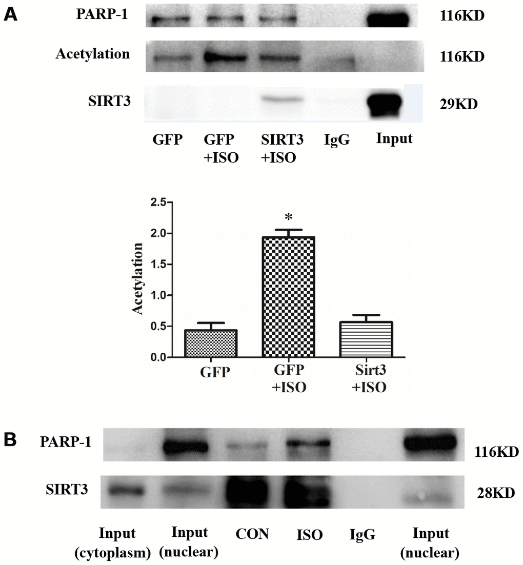 SIRT3 interacts with and deacetylates PARP-1 in cardiomyocytes. In H9c2 cells, Ad-GFP or Ad-SIRT3 were transfected and then stimulated with 10 μM ISO for 24 h. PARP-1 was precipitated using PARP-1 antibody and detected with acetylated antibody, PARP-1 antibody, and SIRT3 antibody (A). In H9c2 cells, nuclear protein was extracted after 24 h stimulation with ISO. Nuclear SIRT3 protein was precipitated with SIRT3 antibody, and corresponding protein expression was detected with PARP-1 antibody and SIRT3 antibody (B). Data were presented as means±SE. *P#Pn=4 independent experiments. Images representative of four independent experiments are shown.
