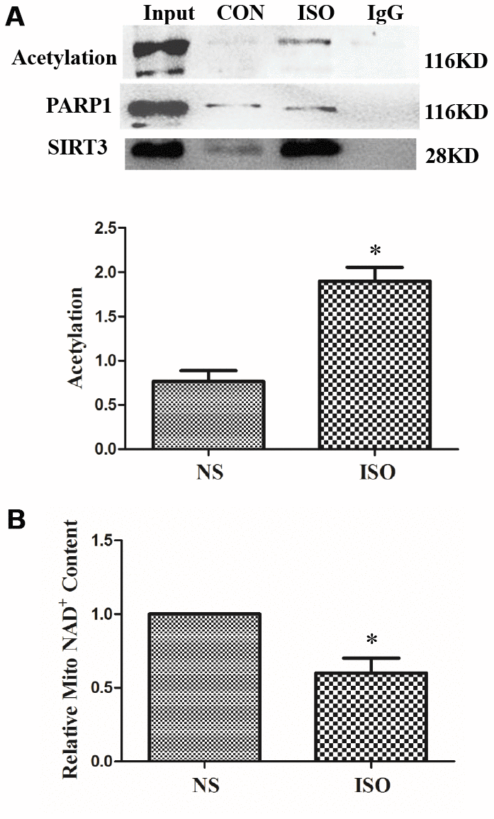 SIRT3 interacts with PARP-1 in heart tissues. SD rats of ISO group were subjected to subcutaneous injections of 1.5 mg/kg/d isoproterenol for 7 d. The control group (NS) was given the same dose of saline. Nuclear protein of heart tissues was extracted. PARP-1 was precipitated using PARP-1 antibody and detected with acetylated antibody, PARP-1 antibody, and SIRT3 antibody (A). NAD+ content in heart tissues of SD rats was detected by NAD+/NADH detection kit (B). Images representative of four independent experiments are shown. Data were presented as means±SE. *Pn=4 independent experiments.
