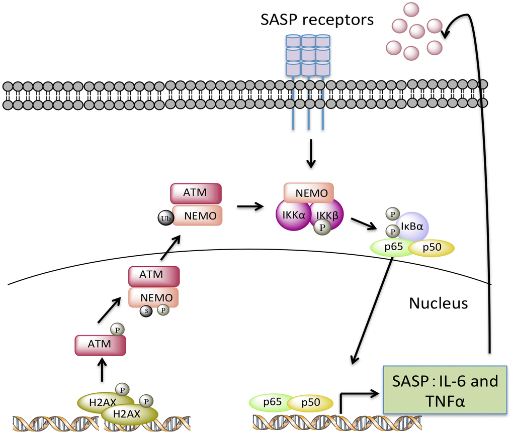 A model depicting how endogenous nuclear DNA damage activates NF-κB via an ATM- and NEMO-dependent mechanism to drive cellular senescence and senescence-associated secretory phenotype (SASP). In response to chronic accumulation of endogenous DNA damage, ATM undergoes autophosphorylation and promotes phosphorylation, SUMOylation, and monoubiquitylation of NEMO. As a result, monoubiquitylated NEMO along with ATM translocates to the cytoplasm, activating the IKK complex. Phosphorylation of IκB leads to the release of p65 so that it can translocate into nucleus upregulating a transcriptional program of certain SASP factors, such as TNFα and IL-6. Secreted SASP factors then trigger a second wave of NF-κB activation through cytokine receptors, further enhancing cell-autonomous pathway-mediated senescence and inducing non-cell-autonomous pathway-mediated senescence.