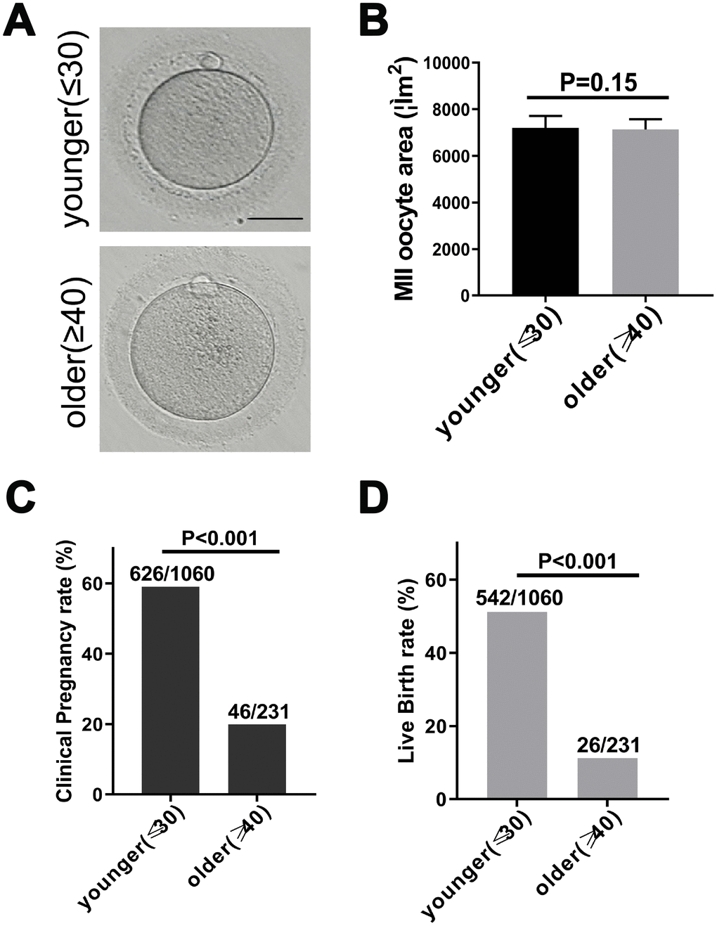 Fertility declines in women with advanced reproductive age. (A) The morphology of matured oocyte from a younger and an older female patient. Bars = 50μm. (B) Younger (27.6 ± 1.3 years, n = 170) and older women (41.6 ± 1.8 years, n = 183) MII oocyte area, without zona pellucida. Unpaired two-tailed t-test. (C) Statistics of clinical pregnancy rate during the 2014-2017 fresh embryo transfer cycle. Relative Risk (RR) estimates used to compare probabilities. RR = 0.17, 95% CI = 0.12 – 0.24, P D) Statistics of live birth rate during the 2014-2017 fresh embryo transfer cycle cycle. RR = 0.12, 95% CI = 0.08 – 0.18, P 