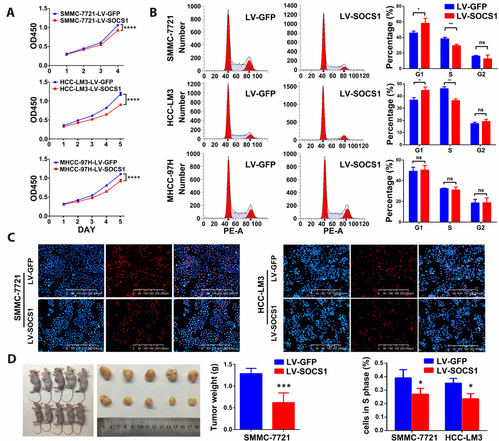 SOCS1 inhibited HCC cell proliferation in vitro and in vivo. (A) Cell viability was analysed by the CCK-8 assay. ****P B) Representative FACS images of SMMC-7721, HCC-LM3 and MHCC-97H cells infected with LV-GFP or LV-SOCS1. * P C) Representative images of EdU incorporation assays in SMMC-7721 and HCC-LM3 cells. * P D) LV-SOCS1-transfected SMMC-7721 cells exhibited significantly reduced tumour volume and weight compared to those in control cells. ***P 