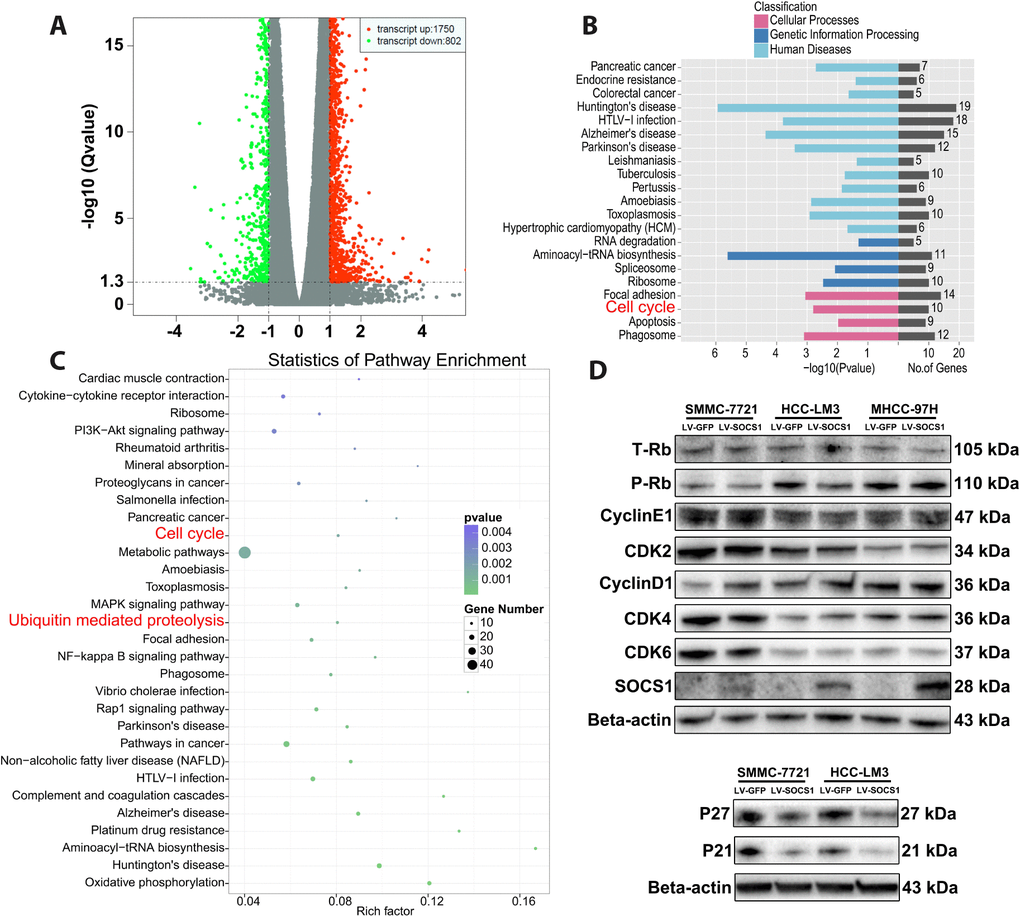 The effects of SOCS1 overexpression on cell cycle progression. (A) Transcriptome sequencing analysis showed 2552 differentially expressed genes (B, C) KEGG analysis indicated that a variety of cancers and processes relating to cell cycle and ubiquitin regulation were affected by SOCS1. (D) Western blot analysis revealed the effect of SOCS1 on the expression of cyclin proteins and cyclin-dependent kinases.