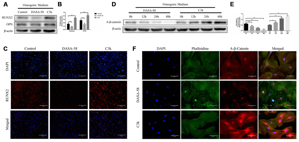 Inhibition of PKM2 promoted osteogenesis and upregulated the β-catenin signaling pathway. (A–C) BMSCs were cultured in osteogenic medium with or without 30 μM DASA-58 or 0.15 μM C3k for 7 days. Protein levels of RUNX2 and OPN were measured by western blot, and immunofluorescence staining for RUNX2 was performed. (D, E) BMSCs were treated with DASA-58 and C3k for 0h, 12h, 24h and 48h respectively. Protein level of active-β-catenin was detected with western blot. (F) BMSCs were cultured with osteogenic medium with or without DASA-58 or C3k for 7 days, then active-β-catenin immunofluorescence staining was performed. All the experiments were repeated independently at least 3 times. Data are represented as mean ± SD. *P 