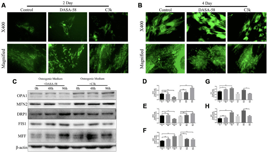 PKM2 regulated mitochondrial fission and fusion under osteogenic differentiation of BMSCs. (A, B) BMSCs were cultured in osteogenic medium and treated with or without 30 μM DASA-58 or 0.15 μM C3k for 2 and 4 days, then stained with mito-tracker green. Images were acquired at 400-fold magnification and further magnified. (C–H) BMSCs were treated as represented above for 0h, 48h and 96h respectively. Total proteins of OPA1, MFN2, DRP1, FIS1 and MFF were extracted for western blot with the indicated antibodies. Relative protein expression was quantified by Image J and compared to β-actin. All the experiments were repeated independently at least 3 times. Data are represented as mean ± SD. *P 