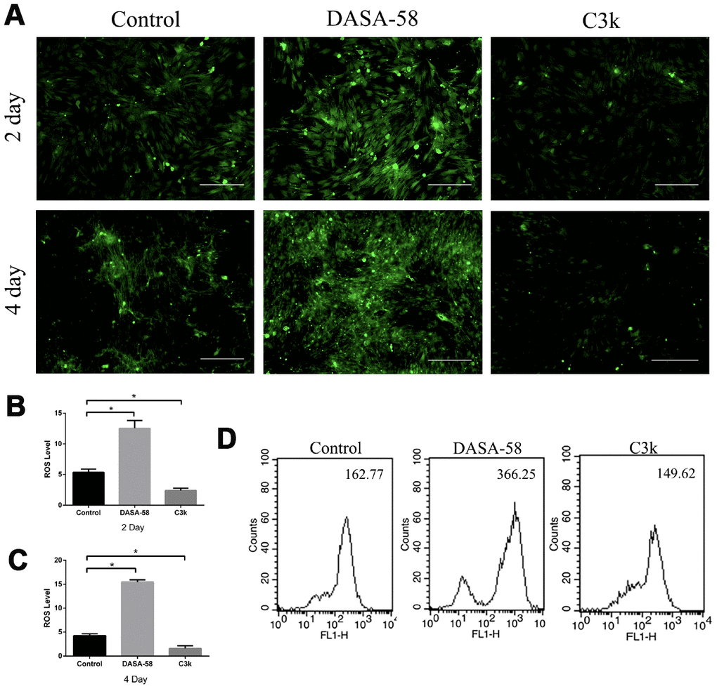 DASA-58 elevated ROS levels during osteogenesis of BMSCs, while C3k kept it at a low level. BMSCs were treated with osteogenic medium and treated with or without 30 μM DASA-58 or 0.15 μM C3k for 2 and 4 days, (A) then intracellular ROS staining was performed and images were taken, (B, C) mean fluorescence intensity (MFI) was shown. (D) Moreover, after intracellular ROS staining with the fluorescence probe DCFH-DA, flow cytometry was conducted to measure ROS production. All the experiments have been repeated independently at least 3 times. Data are represented as mean ± SD. *P 