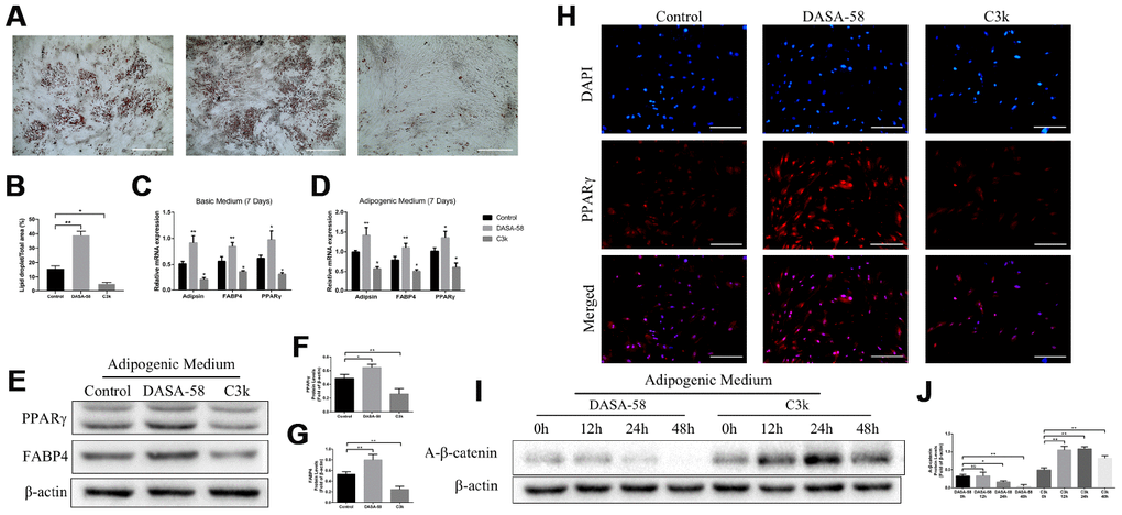 Effects of PKM2 on adipogenic differentiation of BMSCs. (A, B) BMSCs were treated with or without 30 μM DASA-58 or 0.15 μM C3k in adipogenic medium for 14 days, then cells were stained with Oil Red O solution. (C, D) BMSCs were cultured with basic medium or adipogenic medium supplemented with or without the same concentration of DASA-58 or C3k. 7 days later, mRNA levels of Adipsin, FABP4 and PPARγ were quantified by qRT-PCR. (E–H) BMSCs were as described above for 7 days, protein levels of PPARγ and FABP4 were detected by western blot, and PPARγ immunofluorescence staining was performed. (I, J) BMSCs were treated as described above for 0h, 12h, 24h and 48h respectively. Protein expression of active-β-catenin was measured by western blot. All the experiments were repeated at least 3 times independently. Scale bar represents 400 μm. Data are represented as mean ± SD. *P 
