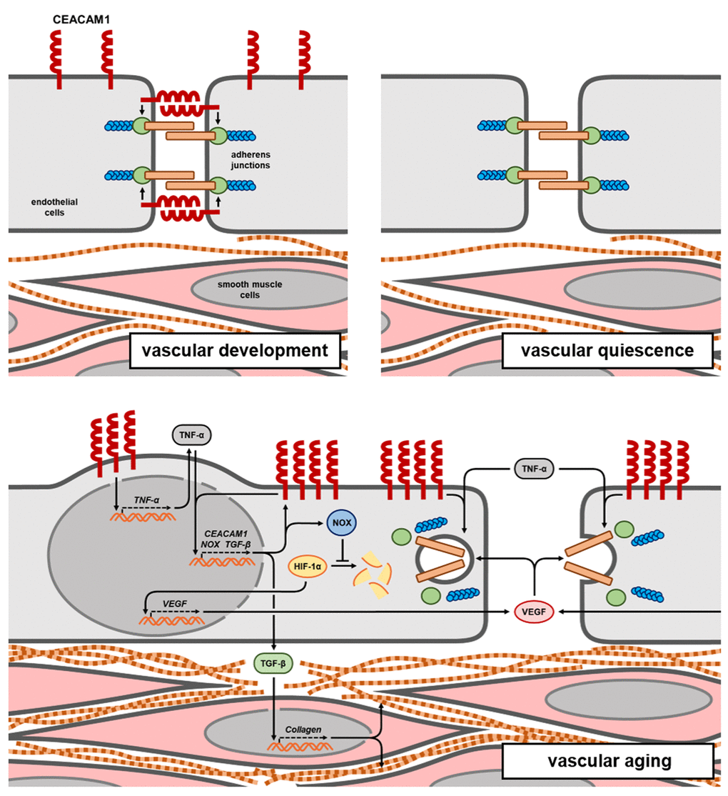 Vascular function of CEACAM1 during lifetime. Early in life, moderate endothelial expression of CEACAM1 contributes to vessel maturation, i.e. establishment of the endothelial barrier by promoting adherens junction formation. Thereafter, in quiescent vessels CEACAM1 expression is almost completely downregulated. However, during vascular aging, a remarkable re-expression of CEACAM1 critically contributes to upregulation of proinflammatory TNF-α, to endothelial barrier impairment and vascular collagen deposition.