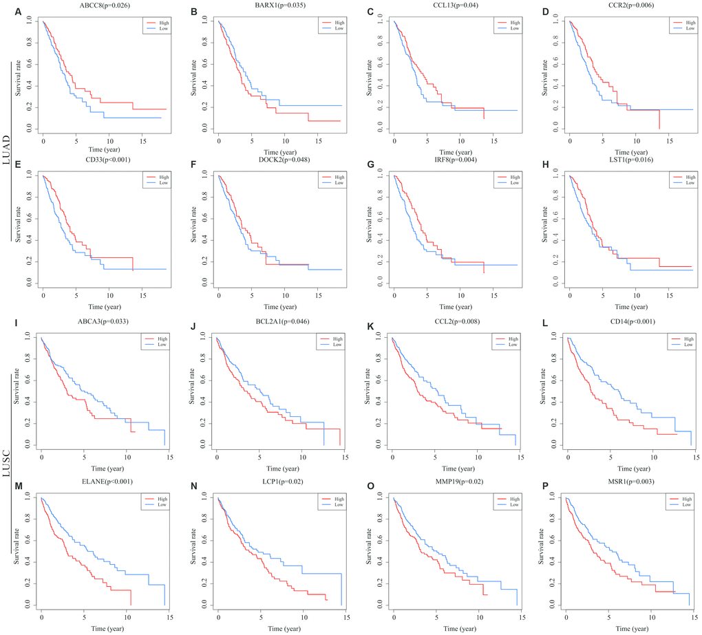 Correlations of expression of individual immune-related DEGs in overall survival of NSCLC subtypes. Kaplan-Meier survival curves were generated for the selected immune-related DEGs extracted DEGs extracted from the comparison of groups of high (red line) and low (blue line) gene expression. Horizontal axis: overall survival time, days; Vertical axis: survival rate. (A–H) Prognosis-related DEGs in LUAD. (I–P) Prognosis-related DEGs in LUSC. P 