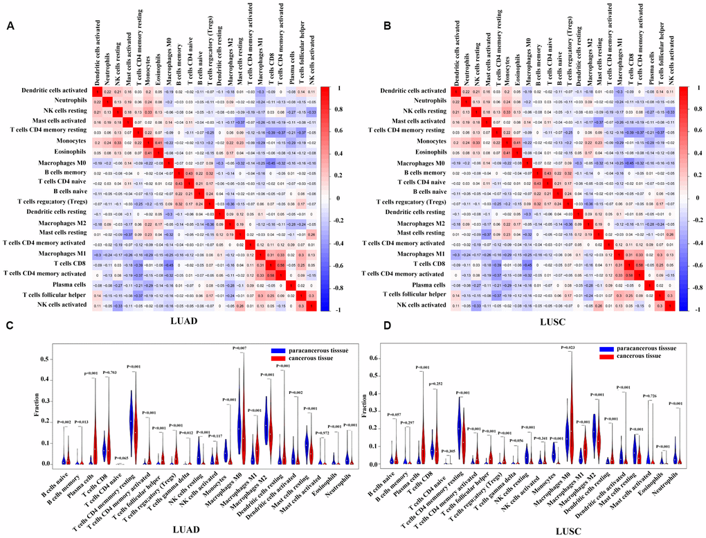 Correlation matrix and violin diagrams of the proportions of all 22 subsets of TIICs. (A, B) Correlation matrix of the correlation of the infiltration of tumor immune cells with LUAD and LUSC. (C, D) Difference of immune infiltration between cancerous tissues and paracancerous tissues. P 