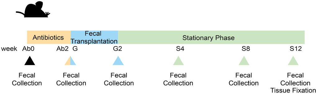 Experimental design and samples collection. The whole experiment was divided into 3 phases, totaling 7 sampling points set at the following: before Ab treatment (Ab0); after Ab treatment(Ab2); the first day at FT (G); the last day at FT (G2); 4 weeks after FT (S4); 8 weeks after FT (S8); 12 weeks after FT (S12).