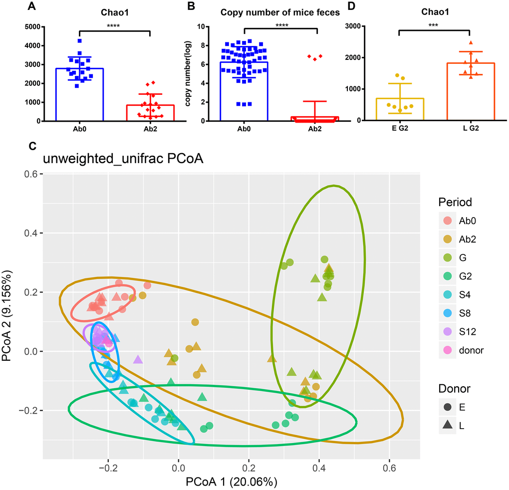 Efficient antibiotic treatment and transplant. Antibiotic treatment reduces (A) Chao1 diversity and (B) bacterial copy number. (C) Principal Coordinate Analysis of mice and donor gut microbiomes based on unweighted UniFrac distance. Triangles represent the L group and circles represent the E group. Different colors represent different time periods. (D) The Chao1 diversity of E group and L group after transplantation. ***p ****p0.0001, Mann-Whitney U test.