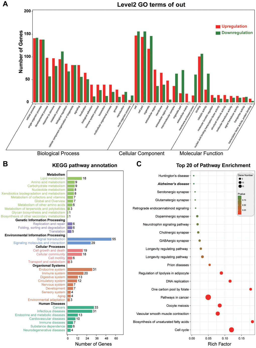 Functional annotation for RNAs in the triple network. (A) Gene Ontology analysis from 3 aspects of biological process, molecular function, and cellular components. (B) KEGG pathway annotation and enrichment. (C) Top 20 signaling pathways derived from KEGG signaling pathway enrichment.