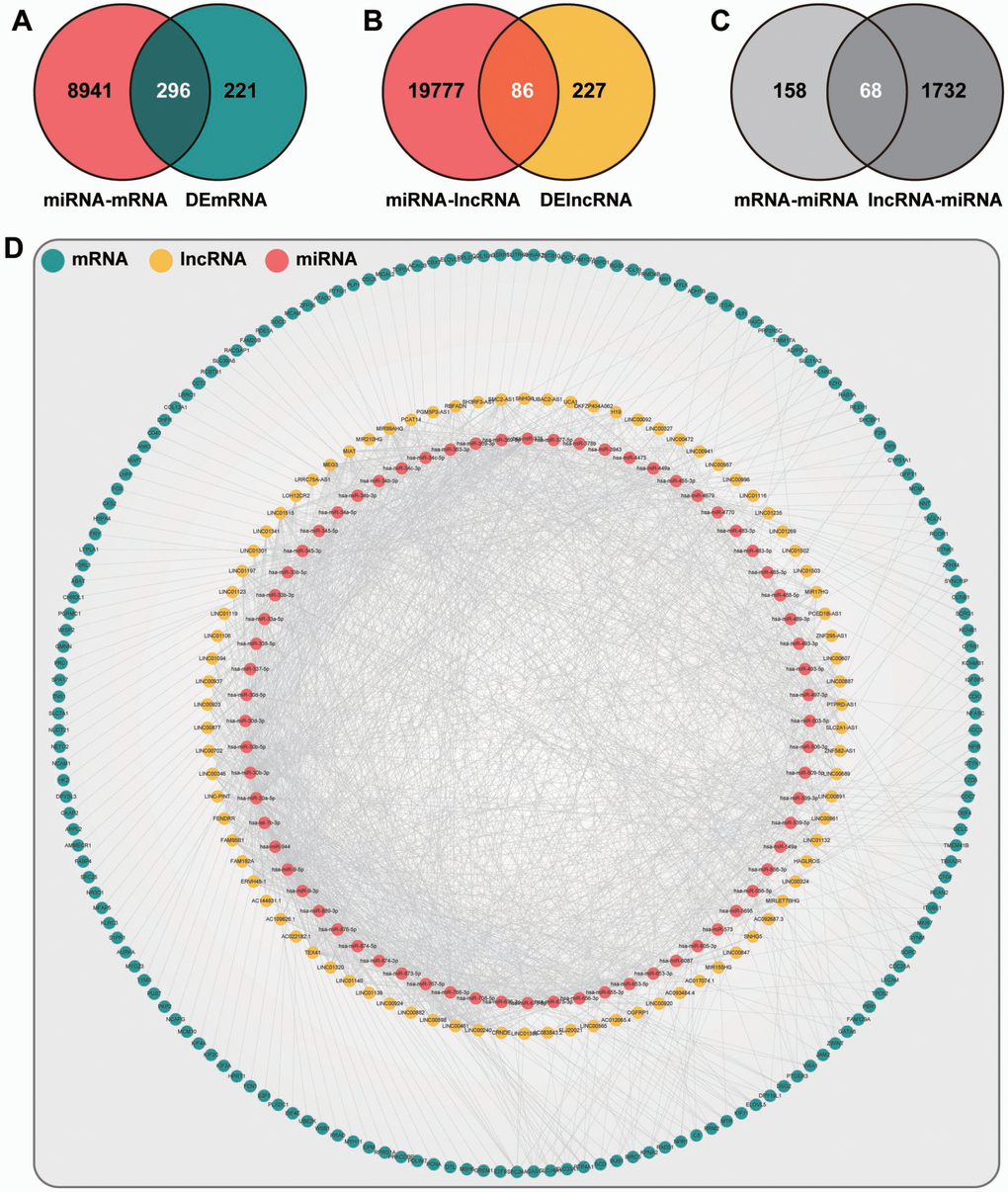 The layout of the ceRNA network. (A) Venn diagram of mRNAs. Red, mRNAs targeted by DEmiRNAs. Blue, mRNAs differentially expressed in endometriosis. (B) Venn diagram of lncRNAs. Red, lncRNAs targeted by DEmiRNAs. Yellow, lncRNAs differentially expressed in endometriosis. (C) Venn diagram of miRNAs. Light gray, miRNAs related to intersection mRNAs in (A). Dark gray, miRNAs related to intersection lncRNAs in (B). (D) The topological layout of ceRNA network based on DEmRNAs, DElncRNAs, and DEmiRNAs.