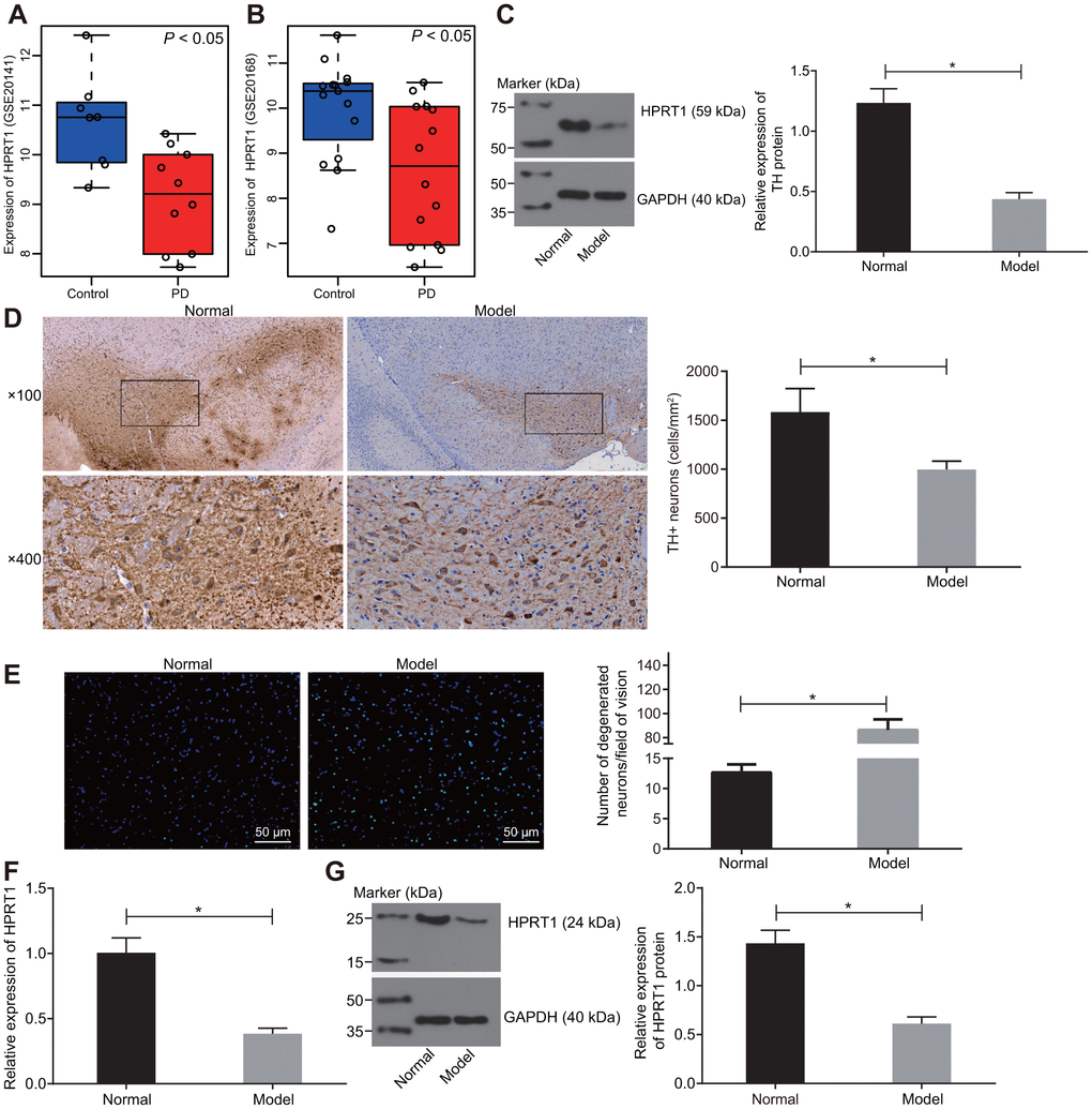 HPRT1 is poorly expressed in the substantia nigra tissues of 6-OHDA-induced PD mice. (A) The expression of HPRT1 in the expression profile of GSE20141 related to PD; (B) The expression of HPRT1 in the expression profile of GSE20168 related to PD. (C) The protein expression of TH in the substantia nigra tissues of 6-OHDA-induced PD mice measured by western blot analysis. (D) Immunohistochemical analysis for the TH positive cells in the substantia nigra tissues of 6-OHDA-induced PD mice (upper × 100, lower × 400); (E) Fluoro-Jade B-stained apoptotic neurons (scale bar = 50 μm). (F) mRNA expression of HPRT1 in the substantia nigra tissues examined by RT-qPCR; (G) Protein expression of HPRT1 in the substantia nigra tissues examined by western blot assay. *p t test.