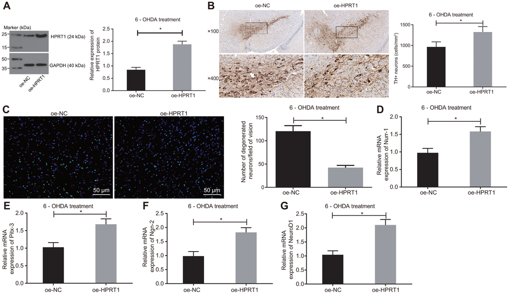 Overexpressed HPRT1 inhibits dopaminergic neuron loss in 6-OHDA-induced PD mice. 6-OHDA-induced PD mice were treated with oe-NC or oe-HPRT1. (A) Protein expression of HPRT1 in the substantia nigra tissues examined by western blot assay. (B) TH positive neurons in the substantia nigra examined by immunohistochemistry (upper × 100, lower × 400). (C) Fluoro-Jade B-stained apoptotic neurons (scale bar = 50 μm). (D–G) The mRNA expression of Nurr-1 (D), Pitx-3 (E), Ngn-2 (F) and NeuroD1 (G) in the substantia nigra tissues examined by RT-qPCR. *p t test.