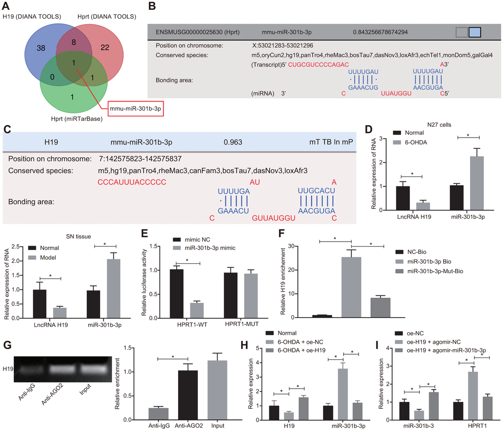 H19 upregulates HPRT1 expression by inhibiting miR-301b-3p. (A) The predicted miRNAs binding to H19 and HPRT1; (B) Putative binding sites between miR-301b-3p and HPRT1 3’UTR; (C) Putative binding sites between miR-301b-3p and H19; (D) The expression of miR-301b-3p and H19 in N27 dopaminergic neurons and substantia nigra tissues assessed by RT-qPCR. (E) Binding of miR-301b-3p and HPRT1 verified by dual-luciferase reporter gene assay. (F) N27 dopaminergic neurons transfected with miR-301b-3p-Bio or miR-301b-3p-Mut-Bio or NC-Bio tested by RNA pull-down assay 48 h after transfection. H19 expression was evaluated by RT-qPCR. (G) Verification of RIP assay for direct interaction of H19 with Ago2 protein. (H) The expression of H19 and miR-301b-3p in the substantia nigra tissues in response to oe-H19 examined by RT-qPCR. (I) The miR-301b-3p expression and the mRNA expression of HPRT1 in the substantia nigra tissues in response to oe-H19 in the presence of agomir-miR-301b-3p examined by RT-qPCR. *p t test, and comparison among multiple groups by one-way analysis of variance. n = 6.