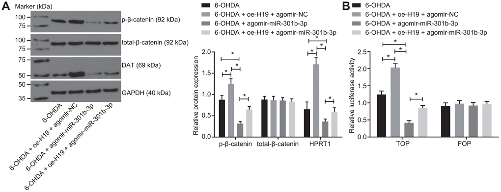 Overexpressed H19 activates the Wnt/β-catenin signaling pathway by inhibiting miR-301b-3p. N27 dopaminergic neurons exposed to 6-OHDA were treated with agomir-miR-301b-3p alone or in the presence of oe-H19. (A) The protein expression of total-β-catenin and HPRT1 as well as the extent of β-catenin phosphorylation in the N27 dopaminergic neurons detected by western blot assay. (B) The activity of the Wnt/β-catenin signaling pathway expressed by TOP/FOP ratio in the N27 dopaminergic neurons. *, p t test.