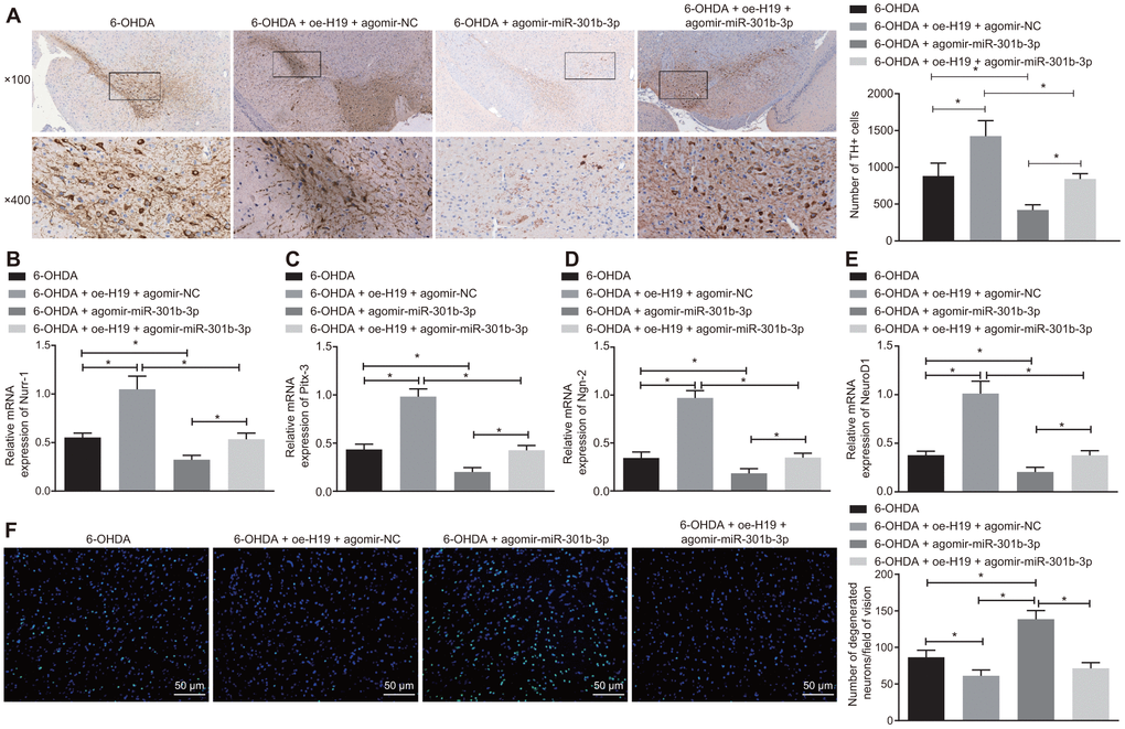 H19 inhibits dopaminergic neuron loss by inhibiting miR-301b-3p. 6-OHDA-induced PD model mice were treated with agomir-miR-301b-3p alone or in the presence of oe-H19. (A) TH positive neurons in the substantia nigra tissues examined by immunohistochemistry (upper × 100, lower × 400). (B–E) The mRNA expression of Nurr-1 (B), Pitx-3 (C), Ngn-2 (D) and NeuroD1 (E) in the substantia nigra tissues examined by RT-qPCR. (F) Fluoro-Jade B-stained apoptotic neurons in the substantia nigra tissues (scale bar = 50 μm). *p t test. n = 6.