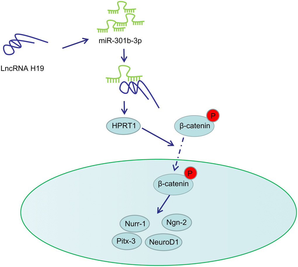 Schematic representation of H19 in regulating dopaminergic neuron loss in PD. H19 upregulates the expression of HPRT1 by binding to miR-301b-3p. Overexpression of HPRT1 could activate the Wnt/β-catenin signaling pathway, thus promoting the mRNA expression of Nurr-1, Pitx-3, Ngn-2 and NeuroD1 in the substantia nigra tissues, which ultimately rescues the dopaminergic neuron loss in this 6-OHDA-induced PD mouse model.