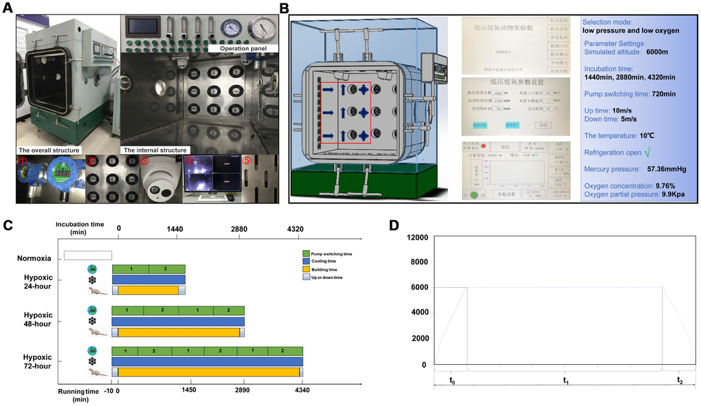 Experimental hypoxia chamber. (A) The hypoxia chamber for animal experiments includes an external operation panel and an internal cabin; ① vacuum pump; ② fans; ③ monitor device; ④ monitor screen; ⑤ cooling hole. (B) Parameter settings. The red box indicates cabin’s air flow setup: cold air enters, air is discharged, and air is exchanged. (C) Animal modeling time and equipment running process. (D) Time-height curve, comprising a rising stage (t0), cultivated room running time (t1), and a constant speed drop phase (t2).