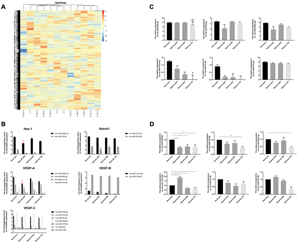 Screening and validation of miRNAs associated with hypoxic exposure. (A) Heatmap of miRNA microarray data. Unmonitored hierarchical clustering analysis was conducted for differentially expressed genes induced by hypoxia (24,48 and 72h) in the rat lung. A total of 57 miRNAs showed > 1.5 fold change relative to normoxic, control lung tissue samples; blue indicates downregulation. (B) Downregulation of miRNAs targeting Hes-1, Notch1, VEGF-A, VEGF-B, and VEGF-C by hypoxia. (C) Screening of 6 selected differentially expressed miRNAs associated with the VEGF/Notch pathway. (D) Verification of selected miRNAs expression in rat lung by qRT-PCR. Values are expressed as fold change ± SEM relative to control. *P **P #P ##P &&P 