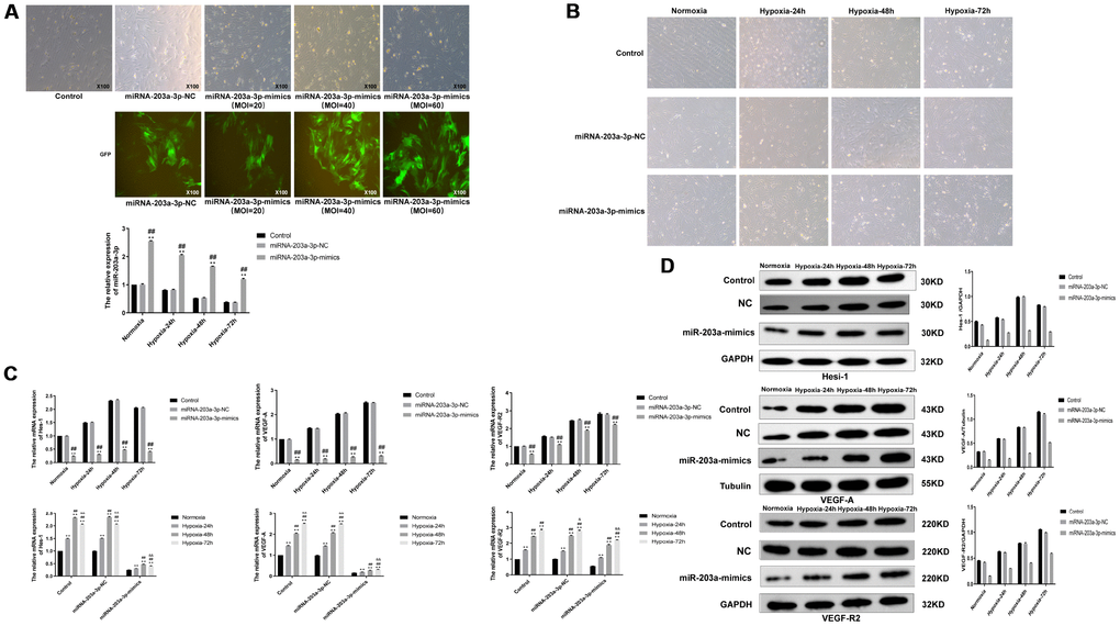 miR-203a-3p mimics expression inhibits the expression of VEGF-A and downstream genes. (A) Strong GFP fluorescence in PMVECs transduced with miR-203a-3p mimics indicated significantly increased expression of miR-203a-3p, compared with the corresponding control (no transduction) (P B) Morphological changes in PMVECs transduced with lentiviral vectors encoding miR-203a-3p-NC (negative miRNA-203a-3p mimics control) or miR-203a-mimics (100X). (C) Results of qRT-PCR analysis showing decreased expression of Hes-1, VEGF-A, and VEGFR2 in miR-203a-mimics-transduced PMVECs (P D) Western blotting results showing reduction on Hes-1, VEGF-A and VEGFR2 expression in PMVECs transduced with miR-203a-3p-mimics. Data are mean ± SEM. **P ##P &P &&P 