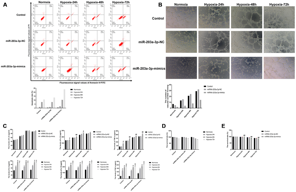 miR-203a-3p mimics expression decreases survival and angiogenic activity and induces a pro-inflammatory response in PMVECs. (A) Apoptosis assay results showing increased apoptosis rate in PMVECs expressing miR-203a-3p mimics. (B) In vitro angiogenesis assay results. PMVECs transduced with miR-203a-3p mimics showed weak angiogenic ability, which improved however with prolonged hypoxic incubation time. (C) ELISA assay results showing increased IL-6, IL-10, and TNF-α secretion in PMVECs transfected with miR-203a-3p. (D, E) CCK8 assay results indicating decreased survival rate in PMVECs transfected with miR-203a-3p mimics. Data are mean ± SEM. *P **P #P ##P &P &&P 