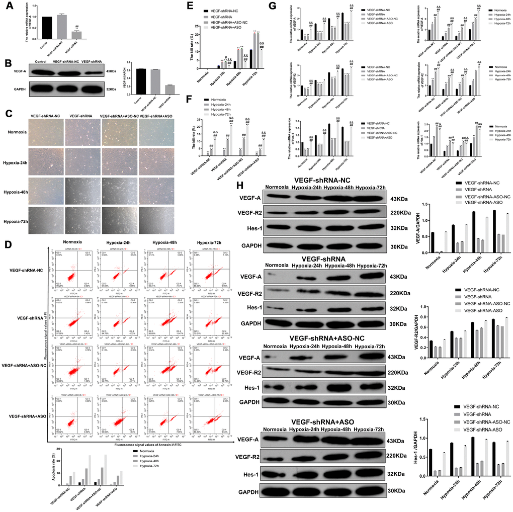 VEGF-A expression is rescued by miR-203a-3p knockdown. (A) The validation of VEGF-A expression reduction in VEGF-shRNA-transduced cells by qRT-PCR. (B) Western blotting data showing reduced expression of VEGF-A in PMVECs transduced with VEGF-shRNA. (C) Morphological evaluation in PMVECs transduced with VEGF-shRNA+ASO-NC (negative VEGF-shRNA+ASO control) or VEGF-shRNA+ASO (miR-203a-3p knockdown). Note that inhibition of miR-203a-3p activity reversed morphological impairment caused by VEGF silencing. (D) Flow cytometry apoptosis assay indicates increased apoptosis in PMVECs expressing VEGF-shRNA, and reversal of the effect by ASO-mediated miR-203a-3p silencing. (E–F) CCK-8 assay showing improved viability in PMVECs expressing VEGF-shRNA+ASO, compared with the VEGF-shRNA+ASO-NC group. (G) qRT-PCR results showing reduced expression of VEGF-A and its downstream mediators, VEGFR2 and Hes-1, in cells transfected with VEGF-shRNA. The expression of these mRNAs increased instead in cells co-expressing miR-203a-3p-ASO. (H) Western blotting results showing protein expression changes consistent with the mRNA data showed in (G). Data are mean ± SEM. *P **P #P ##P &P &&P 