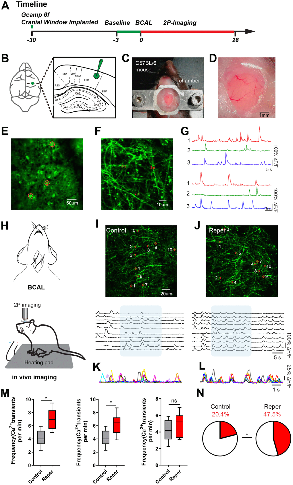 Transient ischemia-reperfusion induces cortical hyperactivity. (A) Timeline of the experiment. Green arrow, virus injection time; the green line and red line indicate the two-photon imaging time course. (B) Virus injection sites. (C) Chamber for chronic two-photon imaging. (D) Picture of the craniotomy window. (E, F) Layer 2/3 cortical neurons and layer1 spines images. The red circle represents the selected somata (E) and spine (F). (G) The spontaneous Ca2+ transients of neurons and spines in (E, F) maps. (H) Experimental methods for inducing ischemia and for in vivo imaging. (I, J) Top, layer 1 (30~50 um) spines imaged in vivo on the 3rd day after reperfusion, where the red circle represents the selected spine in control (I) and Reper (J) mice. Bottom, the traces of selected spines. (K, L) Superimposed traces from the shaded areas in i and j. Each color represents a different cell. (M) The average frequencies of Ca2+ transients in control and Reper mice. The 3rd hour (left, n=395 spines in 5 controlmice, 438 spines in 6 Reper mice), the 3rd day (middle, n= 405 spines in 5 control mice, 432 spines in 6 Reper mice) and the 14th day (right, n= 397 spines in 5 control mice, 436 spines in 6 Reper mice). (N) The fractions of hyperactive spines in control mice (n= 405 spines) and Reper mice (n= 432 spines) on the 3rd day after reperfusion. *P 