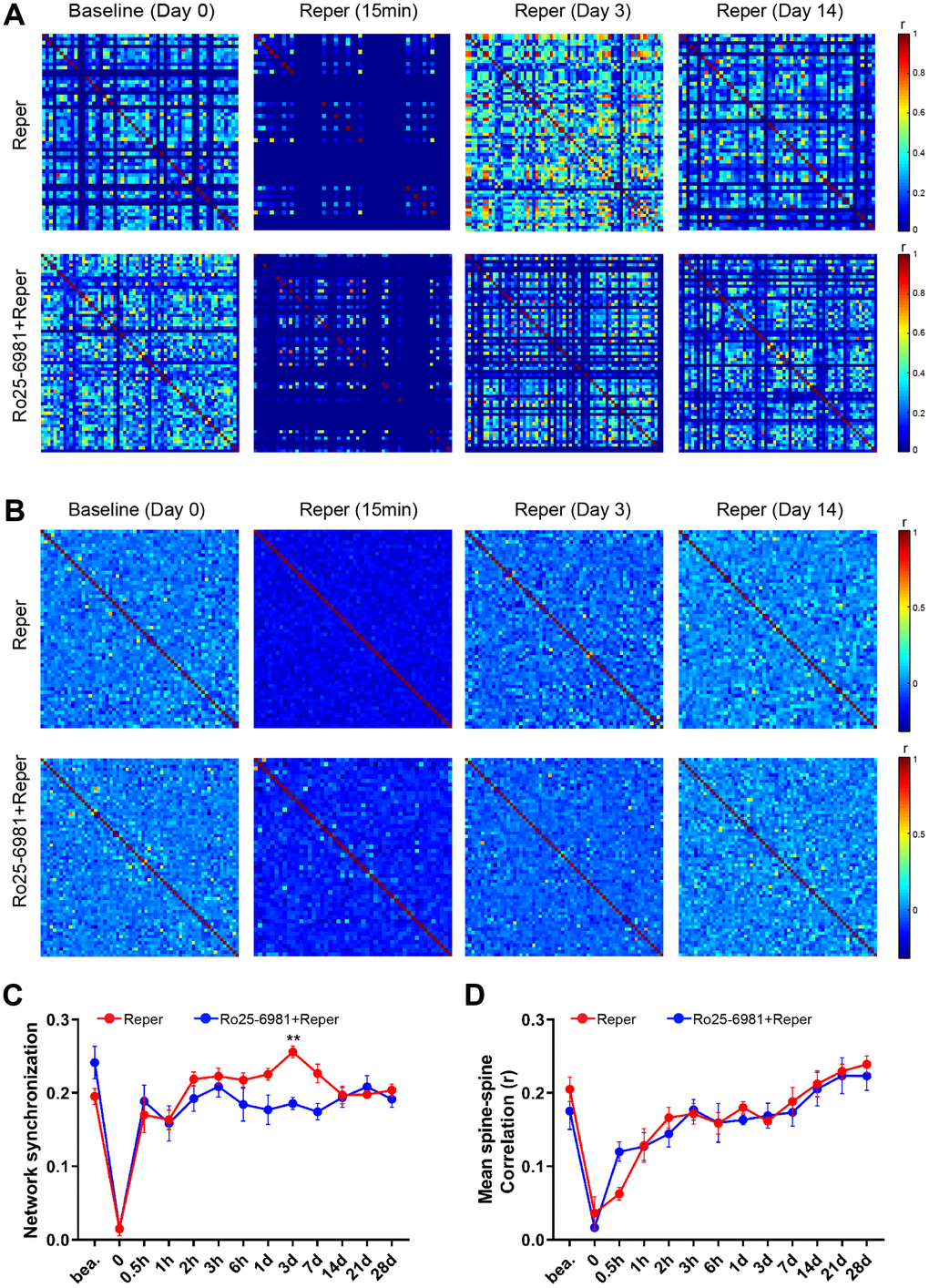 NMDA receptor blockade rescues BCAL induced network synchronization but not microcircuit dysfunction. (A) Raster plots depicting changes in activity (ΔF/F) over time for a representative correlation matrices quantifying network synchronization between each spine and every other (B) Representative correlation matrices quantifying functional connectivity between each spine and every other spine. (C, D) The in network synchronization and mean spine-spine correlation on the 3rd day after reperfusion. n= 1044 spines in 6 Reper mice, n= 824 spines in 4 Ro25-6981-treated mice. **P 