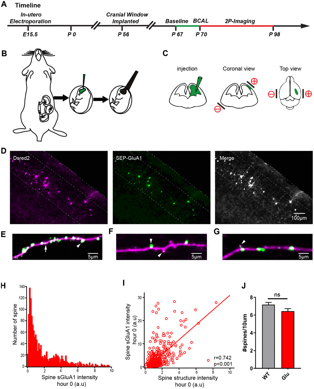 Expression of SEP-GluA1 in layer 2/3 somatosensory cortex neurons in vivo. (A) Timeline of experimental design. The green line and the red line indicates the two-photon imaging time course. (B, C) Schematic drawing of in utero electroporation. +/- means positive and negative polar, respectively. (D) Representative images showing expression of dsRed2 (purple), SEP-GluA1 (green) and their overlap (white). (E–G) SEP-GluA1 in green, dsRed2 in magenta, and their overlap in white. (H) Histogram of spine sGluA1 intensity before BCAL at hour 0. (I) Correlation between spine sGluA1 and spine size before BCAL at hour 0. n= 1381 spines. r, Pearson's linear correlation coefficient, p value is from Monte-Carlo shuffling. (J) Quantification of spine density. n= 27 neurons in 5 control mice, 24 neurons in 5 Glu mice. ns, not significant, Student’s t-test. Error bars = s.e.m.