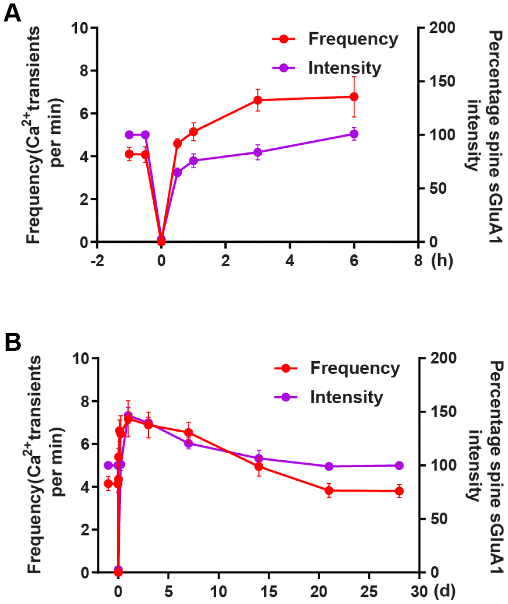 The correlation between changes in Ca2+ transients and changes in AMPAR intensity after transient global ischemia-reperfusion. (A) The overall trend of the average frequency of Ca2+ transients and the Spine sGluA1 intensity (SEP-GluA1 signal) before and after 6 hours of ischemia-reperfusion. (B) The overall trend of the average frequency of Ca2+ transients and the Spine sGluA1 intensity (SEP-GluA1 signal) before and after 28 days of ischemia-reperfusion.
