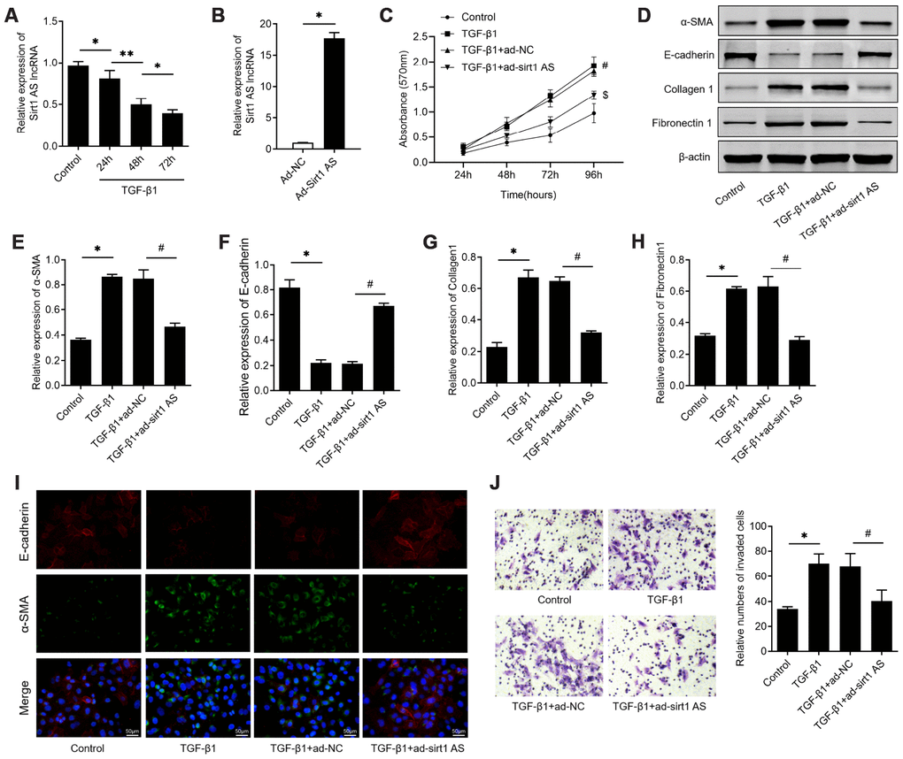 lncRNA sirt1 antisense (AS) inhibits TGF-β1-induced fibrogenesis in alveolar epithelial cells. (A) Relative expression of sirt1 AS in alveolar epithelial (RLE-6TN) cells with 10 ng/ml TGF-β1 treatment for various time, as indicated. (B) Relative expression of sirt1 AS in RLE-6TN cells infected with adenovirus-mediated overexpression sirt1 AS or adenovirus negative control. (C) CCK-8 assay was used to detect the cell viability of RLE-6TN cells with or without overexpression of sirt1 AS up TGF-β1 treatment. (D–H) Relative expression of epithelial-mesenchymal transition (EMT) related markers α-SMA, E-cadherin, collagen1 and fibronectin1 in RLE-6TN cells with or without overexpression of sirt1 AS up TGF-β1 treatment; and densitometry quantified data of above indicated markers, represented as a fold change to β-actin. (I) Immunofluorescence staining showing the overlap of α-SMA and E-cadherin in RLE-6TN cells with indicated treatment. (J) Transwell assay was performed to investigate the migration ability of RLE-6TN cells with indicated treatment. * P