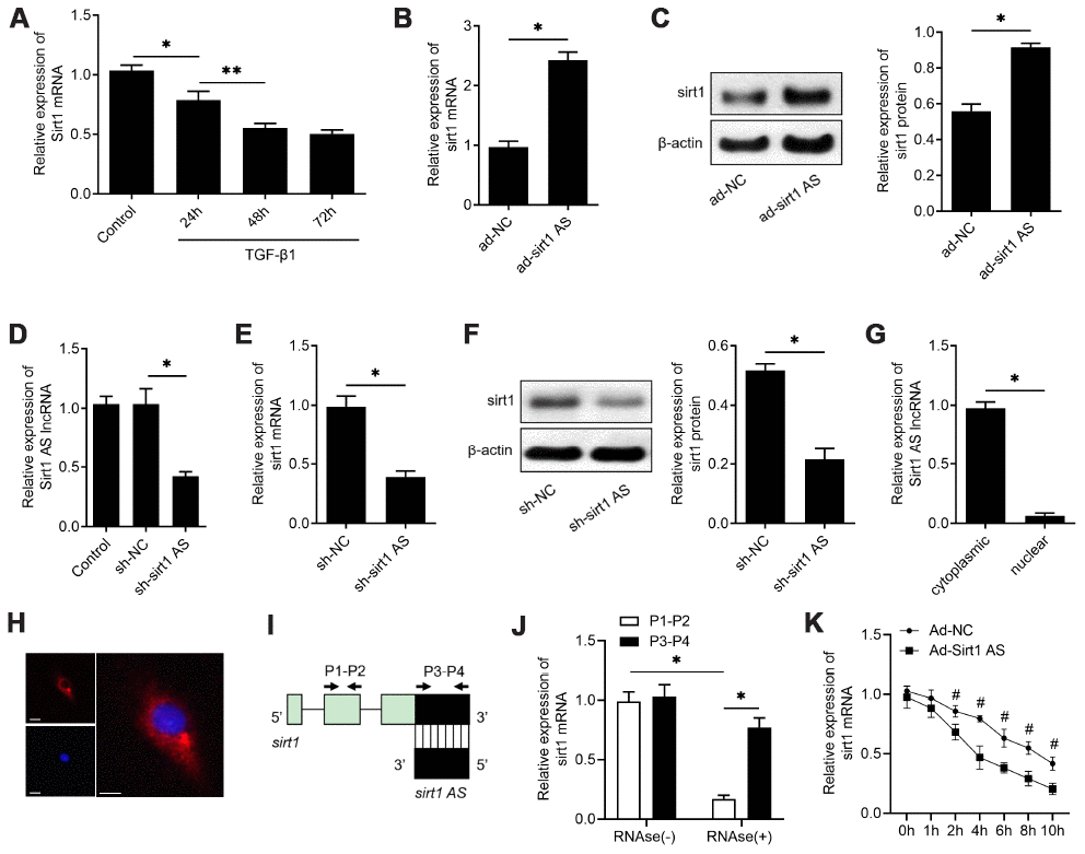 lncRNA sirt1 antisense (AS) upregulates sirt1 expression by increasing the stability of sirt1 mRNA. (A) Real-time qPCR analysis of sirt1 mRNA levels in RLE-6TN cells treated with 10 ng/ml TGF-β1 treatment for various time, as indicated. (B) QPCR of sirt1 mRNA in RLE-6TN cells transfected with ad-sirt1 AS or ad-NC. (C) Western blot analysis and quantitative analyses of sirt1 protein levels in RLE-6TN cells transfected with ad-sirt1 AS or ad-NC. (D) QPCR was used to validate the knockdown efficiency of lentivirus-mediated sh-sirt1 AS. (E) QPCR of sirt1 mRNA in RLE-6TN cells transfected with shRNA against sirt1 AS (sh-sirt1 AS) or sh-NC. (F) Western blot assay and quantitative analyses of sirt1 protein levels in RLE-6TN cells transfected with sh-NC or sh-sirt1 AS. (G) Nucleocytoplasmic separation results confirmed that sirt1 AS was almost all expressed in the cytoplasm of RLE-6TN cells by using qPCR analysis. (H) RNA FISH was used to determine the location of endogenous sirt1 AS (red) expression in RLE-6TN cells. (I) Nonoverlapping (P1-P2) and overlapping (P3-P4) primer positions for ribonuclease protection assay (RPA). (J) RPA was performed on RNA samples from RLE-6TN cells. (K) RNA stability assay of sirt1 mRNA expression in RLE-6TN cells transfected with ad-sirt1 AS or ad-NC. * P