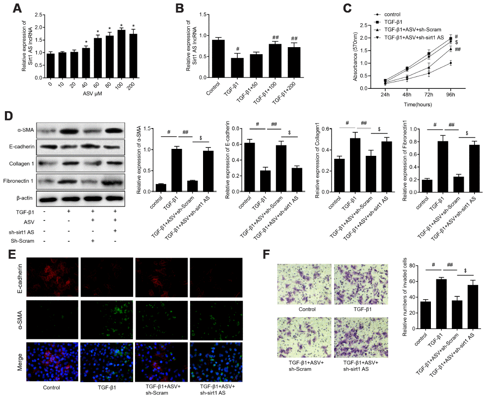 Knockdown of lncRNA sirt1 antisense (AS) reverses the protective effects of astragaloside IV (ASV) on TGF-β1-induced fibrogenesis. (A) Sirt1 AS expression in RLE-6TN cells treated with various concentration of ASV for 48 h, as indicated. * PB) Sirt1 AS expression in TGF-β1 treated RLE-6TN cells upon ASV treatment. # PC) CCK-8 assay was used to detect the cell viability of RLE-6TN cells treated with 10 ng/ml TGF-β1, TGF-β1+100μM ASV, TGF-β1+ASV+sh-Scramb, TGF-β1+ASV+sh-sirt1 AS. (D) Western blotting analysis and quantitative analyses of EMT related markers α-SMA, E-cadherin, collagen1 and fibronectin1 in RLE-6TN cells treated with TGF-β1, TGF-β1+ASV, TGF-β1+ASV+sh-Scramb, TGF-β1+ASV+sh-sirt1 AS. (E) Immunofluorescence staining showing the overlap of α-SMA and E-cadherin in RLE-6TN cells with indicated treatment. (F) Transwell assay was performed to investigate the migration ability of RLE-6TN cells with indicated treatment. # P
