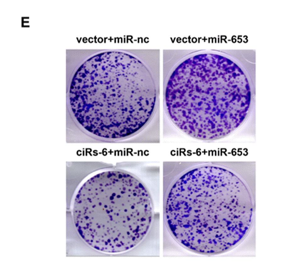 miR-653 rescues the tumor suppressive effect of ciRs-6 in bladder cancer. (E) Clone formation assays were used to evaluate clone forming ability.
