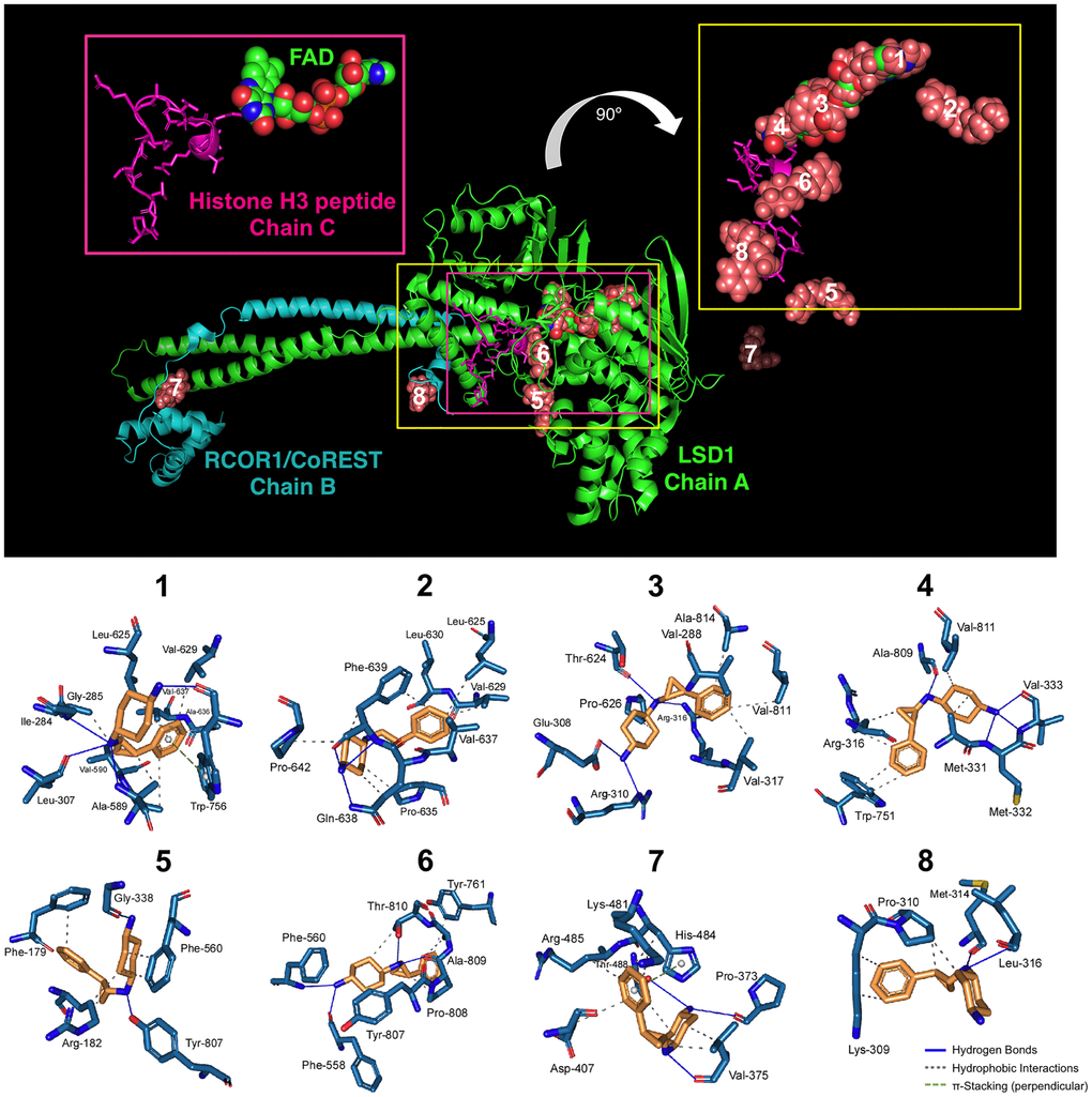 Binding mode of iadademstat to LSD1.Top. The backbone of LSD1 (chain A)/REST corepressor 1 (chain B)/histone H3 peptide (chain C) heterotrimeric complex is shown. For each cluster of the docked iadademstat (salmon color), only the molecule (spheres) with better binding energy is shown. The molecular docking was performed using the A and B chains in the absence of FAD and histone H3 peptide; however, the clusters of docked iadademstat are shown superimposed on the position that would occupy both the FAD and the histone H3 peptide. The cluster number is also indicated. The insert on the left shows the peptide histone H3 (chain C, backbone as cartoon and side chains as sticks) and the FAD (represented as spheres and with the green carbons). The insert on the right shows only the best pose of iadademstat docked in each cluster and the situation of the histone H3 peptide. The clusters #1, #3 and #4 of iadademstat would occupy the same position of the FAD and are shown superimposed. Bottom. The detailed map of the molecular interactions of iadademstat in each cluster is detailed (see also Table 1). Each inset shows the detailed interactions of each compound docked to the LSD1 heterodimer, indicating the participating amino acids involved in the interaction and the type of interaction (hydrogen bonds, hydrophilic interactions, salt bridges, Π-stacking, etc).