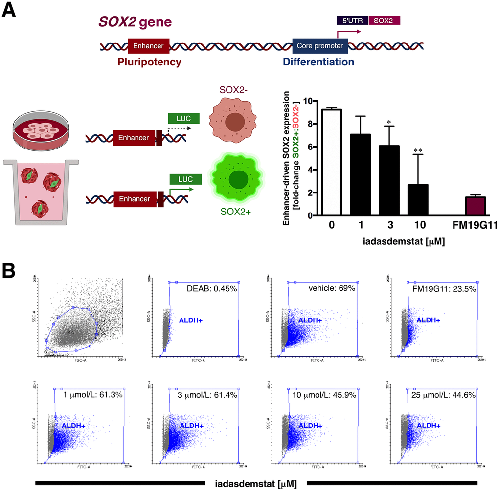 Iadademstat inhibits stemness-associated SOX2 expression in a luminal-B/HER2+ established cell line. (A) Schematic representation of SOX2 promoter structure indicating the proximal core promoter region and the location of the distal enhancer, which is induced exclusively upon CSC-driven mammosphere formation but not in cell-adherent differentiating conditions. Results are expressed as fold-induction of mammosphere culture-associated SOX2 reporter activity above adherent culture control in the absence or presence of graded concentrations of iadademstat. The results are expressed as percentages means (columns) ± SD (bars). *P P B) Representative Aldefluor® assay to identify BT-474 cells with high ALDH activity (ALDH+) in the absence or presence of graded concentrations of iadademstat for 3 days. The ALDH inhibitor diethylaminobenzaldehyde (DEAB) was used as negative control. Monolayer cultures were fed with iadademstat on day 1. (Note: 1 μmol/L FM19G11, an epigenetic repressor of key genes involved in stemness including SOX2 [98], was employed as a positive control).