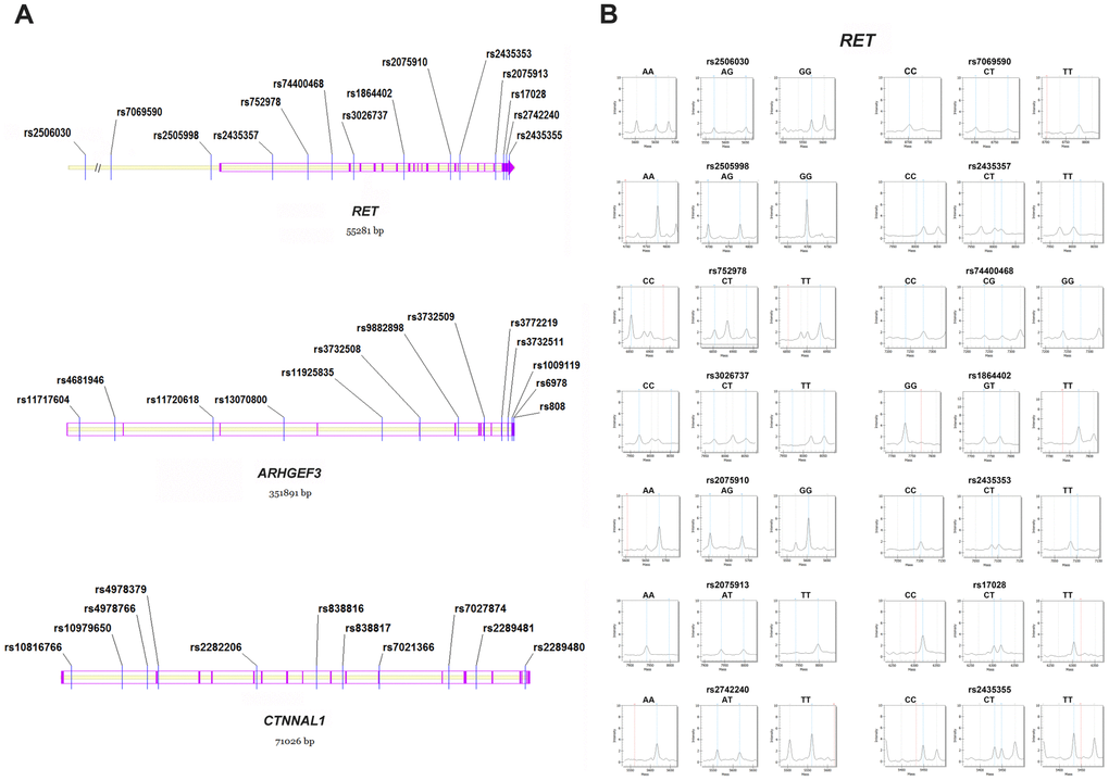 Distribution and representative mass spectra of the genetic markers in the study. (A) The 38 polymorphisms within RET, ARHGEF3 and CTNNAL1. Blue lines denote the studied SNPs; Purple lines and arrows represent the exons in the genomic region; (B) Representative mass spectra of the 14 genetic variants within RET. Blue dotted lines denote the presence of the studied alleles; Red dotted lines indicate no allele detected; Grey dotted lines represent the unrelated peaks. SNP = single nucleotide polymorphism.