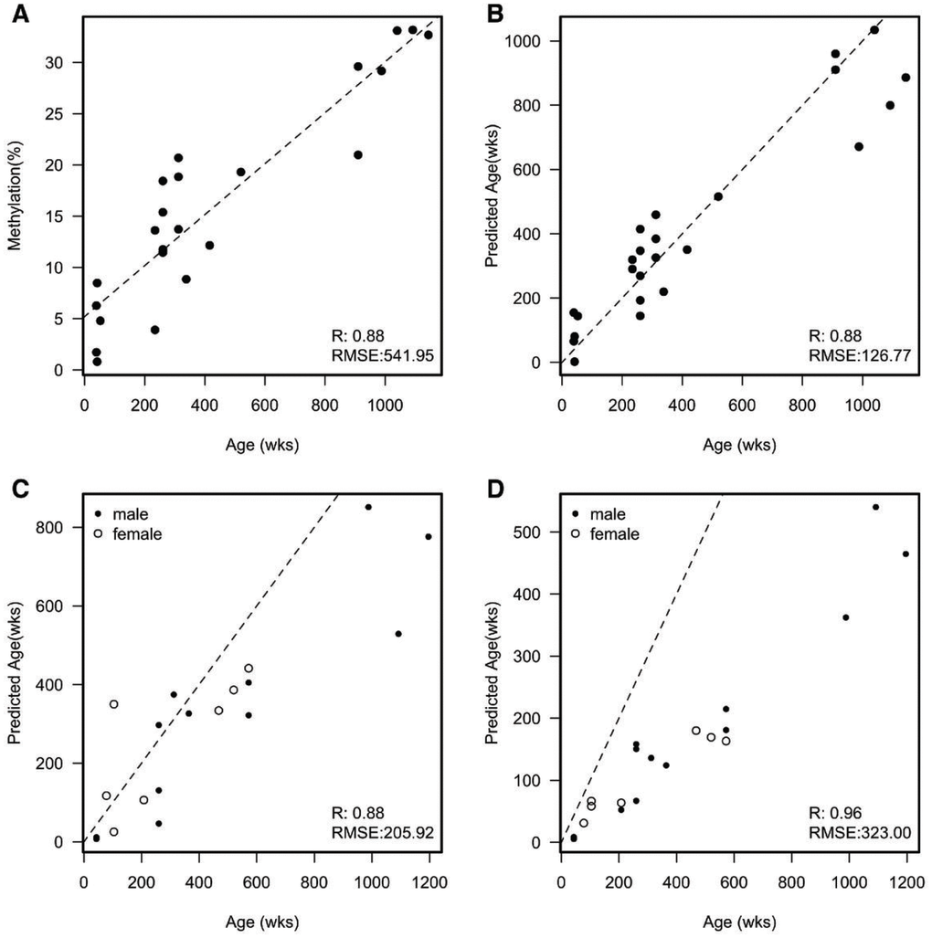 (A) Example of a single CpG that correlates with the age of each naked mole-rat. Dashed line is a fitted linear model; RMSE = Root Mean Square Error. Mean absolute deviation (MAD) = 412.282 and median absolute error (MAE) = 400.198; (B) A scatterplot of the predicted age of each naked mole-rat liver sample against the actual age in weeks from an initial sample set. The predicted age was calculated by removing the sample and fitting to the remaining samples. Dashed line represents y=x (e.g. perfect prediction). MAD = 96.882 and MAE = 120.840; (C) A scatter plot of the predicted age of a second set of naked mole-rat livers against the actual age in weeks. Dashed line represents y=x (e.g. perfect prediction). MAD = 118.941 and MAE = 126.883; (D) A scatter plot of the predicted age of skin samples against the actual age in weeks. Dashed line represents y=x (e.g. perfect prediction). MAD = 219.113 and MAE = 252.874.