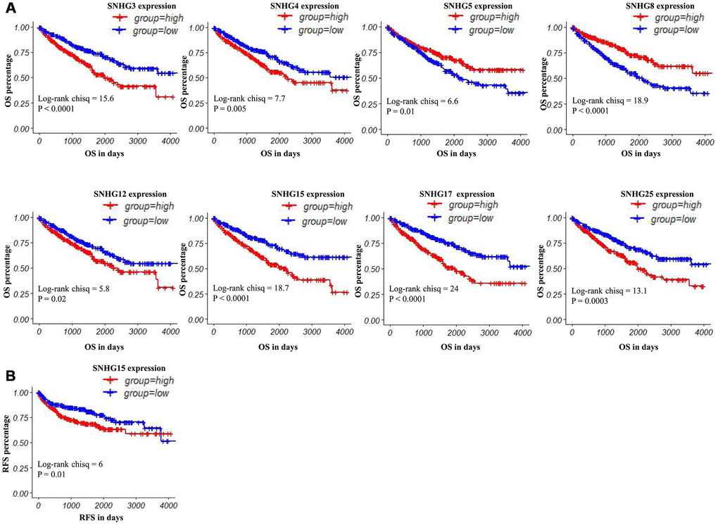 Kaplan–Meier curves of OS and RFS in patients with ccRCC. (A) Patients were grouped according to the median cutoff of SNHG3, SNHG4, SNHG5, SNHG8, SNHG12, SNHG15, SNHG17 and SNHG25 expression for OS detection. (B) Patients were grouped according to the median cutoff of SNHG15 expression for RFS detection.