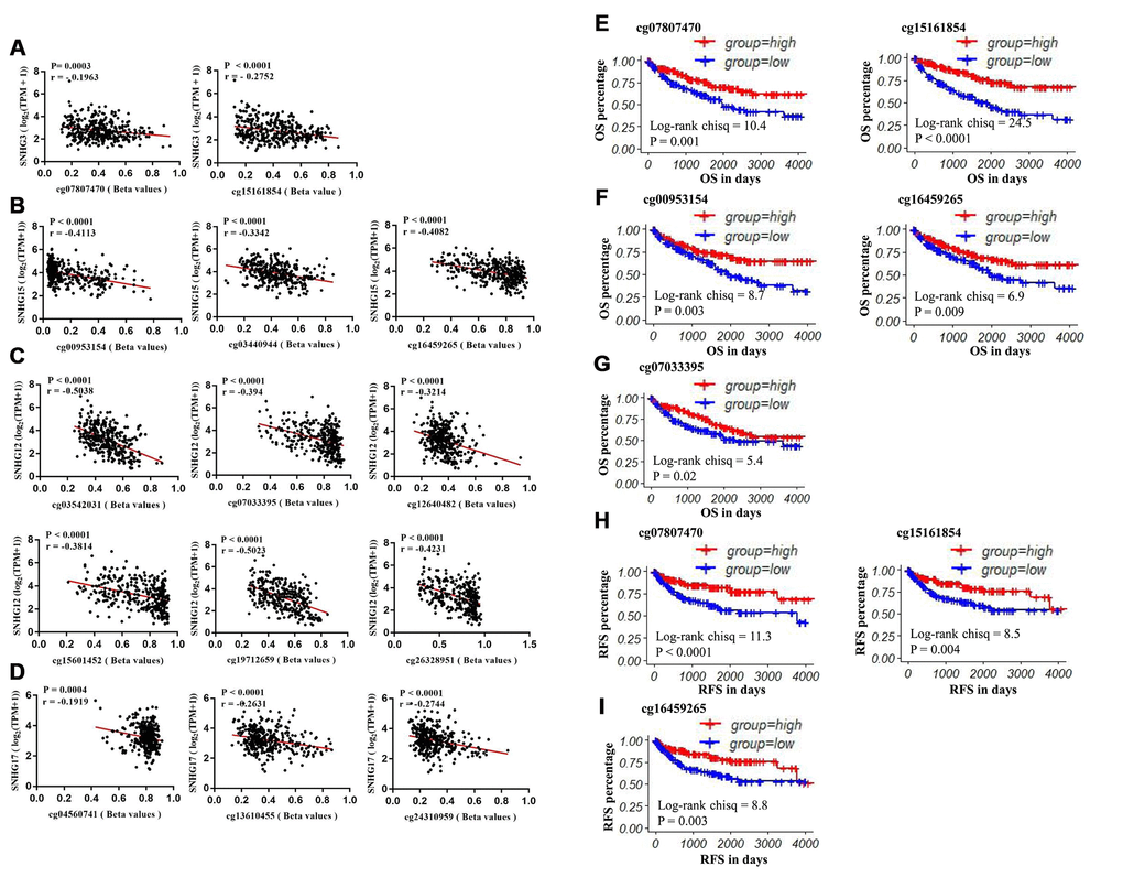 The prognostic value of CpG sites that are negatively correlated with SNHG3, SNHG15, SNHG12 and SNHG17 expression. (A) The correlation between SNHG3 expression and the methylation status of cg07807470 and cg15161854. (B) The correlation between SNHG15 expression and the methylation status of cg00953154, cg03440944 and cg16459265. (C) The correlation between SNHG12 expression and the methylation status of cg03542031, cg07033395, cg12640482, cg15601452, cg19712659 and cg26328951. (D) The correlation between SNHG12 expression and the methylation status of cg04560741, cg13610455 and cg24310959. (E–G) Patients were grouped according to the median cutoff of cg07807470, cg15161854, cg00953154, cg16459265 and cg0703395 methylation status for OS detection. (H–I) Patients were grouped according to the median cutoff of cg07807470, cg15161854 and cg16459265 methylation status for RFS detection.