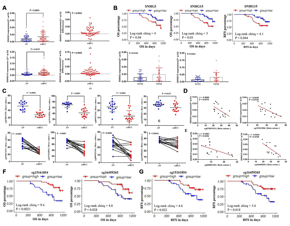 The validation of the expression patterns and the methylation status of SNHG3 and SNHG15. (A) q-RT-PCR analysis of SNHG3 and SNHG15 expression in ccRCC and adjacent normal renal tissues. (B) Patients were grouped according to the median cutoff of SNHG3 and SNHG15 expression for OS detection, patients were grouped according to the median cutoff of SNHG15 expression for RFS detection, and the correlation between SNHG3 and SNHG15 expression and the tumor stage of ccRCC patients. (C) Pyrosequencing analysis of cg07807470, cg15161854, cg00953154 and cg16459265 methylation levels between ccRCC and matched adjacent normal tissues. (D) The methylation levels of cg07807470 and cg15161854 were negatively associated with the expression of SNHG3. (E) The methylation levels of cg00953154 and cg16459265 were negatively associated with the expression of SNHG15. (F) Patients were grouped according to the median cutoff of cg15161854 and cg16459265 methylation status for OS detection. (G) Patients were grouped according to the median cutoff of cg15161854 and cg16459265 methylation status for RFS detection.
