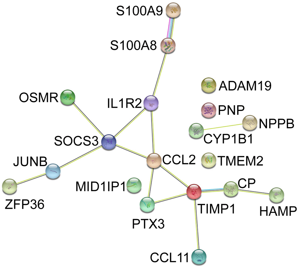 PPI of Co-DEGs in GSE79962 and GSE53007 constructed by STRING database. PPI, protein-protein interaction; DEGs, differentially expressed genes.