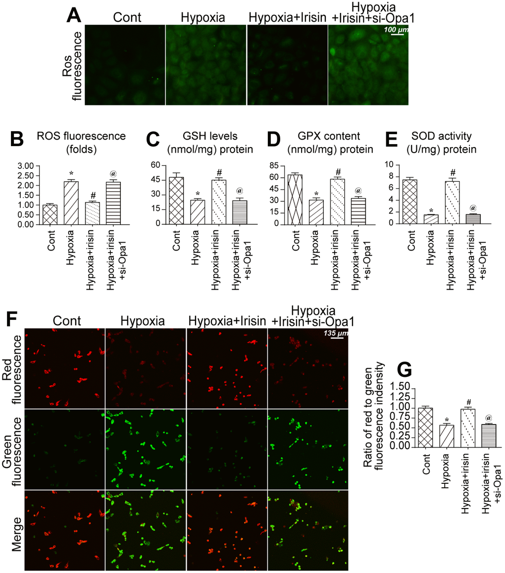Opa1-induced mitophagy maintains mitochondrial function and reduces oxidative stress. (A, B) Analysis of ROS levels in cardiomyocytes. (C–E) ELISA assays to evaluate the levels of antioxidants. (F, G) Measurement of alterations in the mitochondrial membrane potential using a JC-1 probe. *P 
