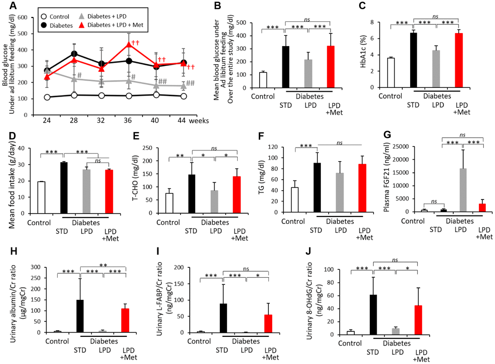 Biological parameters of rats. Blood glucose levels under ad libitum feeding during the 20-week experimental period (A), mean blood glucose levels under ad libitum feeding over the entire study (B), HbA1c levels (C), mean food intake over the entire study (D), fasting T-CHO (E), TG (F), postprandial plasma FGF21 levels (G), urinary albumin/Cr ratio (H), urinary L-FABP/Cr ratio (I) and urinary 8-OHdG/Cr ratio (J), at the end of the study (n=7). The data shown are the means ± SD. #p##p††pns: not significant. White circles: control, black circles: diabetes, white triangles: diabetes + LPD, black triangles: diabetes + LPD + Met. T-CHO: total cholesterol, TG: triglyceride, FGF21: fibroblast growth factor 21, Cr: creatinine, L-FABP: liver-type fatty acid binding protein, 8-OHdG: 8-hydroxy-2'- deoxyguanosine.