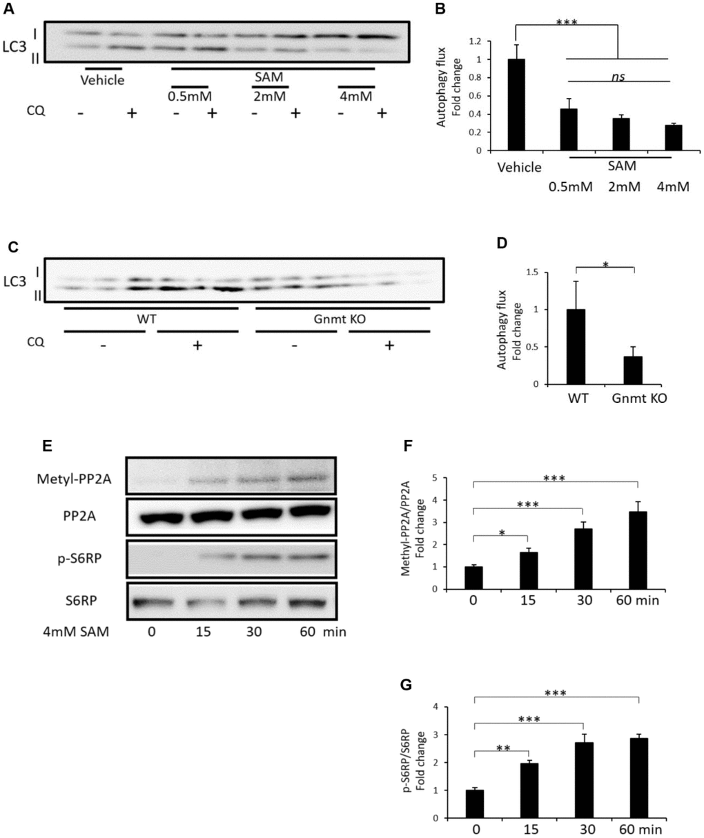 Effect of SAM on amino acid-free-induced autophagy and methyl-PP2A and p-S6RP expression in cultured HK-2 cells and change of starvation-induced autophagy in the renal cortex of Gnmt knockout (KO) mice. Representative western blots of LC3 in HK-2 cells (A). Quantitative autophagic flux in cultured HK-2 cells (B) (n=3). Representative western blots of LC3 in the renal cortex of Gnmt KO mice after 48 hours of starvation (C). Quantitative autophagic flux in the renal cortex of mice (D) (n=3). Representative western blots of methyl-PP2A, PP2A, p-S6RP and S6RP in HK-2 cells (E). Quantitative expression of methyl-PP2A to PP2A (F) and p-S6RP to S6RP (G) in HK-2 cells (n=3). The data shown are the means ± SD. *pns: not significant. SAM: S-adenosylmethionine, Gnmt: glycine-N-methyltransferase, CQ: chloroquine, LC3: Microtubule-associated protein 1 light chain 3, WT: wild type, Gnmt: glycine N-methyltransferase, SAM: S-adenosylmethionine, Methyl-PP2A: methylated protein phosphatase 2A, PP2A: protein phosphatase 2A, p-S6RP: phospho-S6 ribosomal protein, S6RP: S6 ribosomal protein.